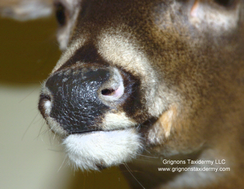 deer head by grignons taxidermy studio